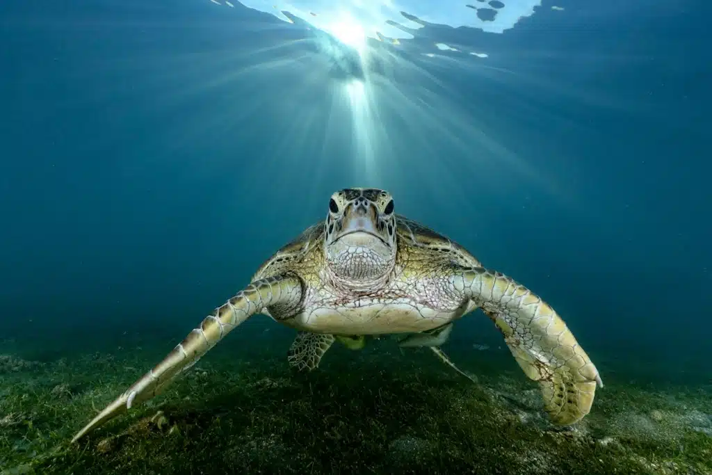 Guardians of the Lagoon -- Mayotte’s Green Sea Turtles