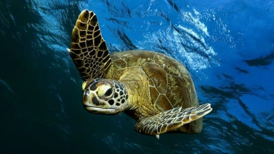 Close-up of a green sea turtle swimming beneath the surface in Mayotte.