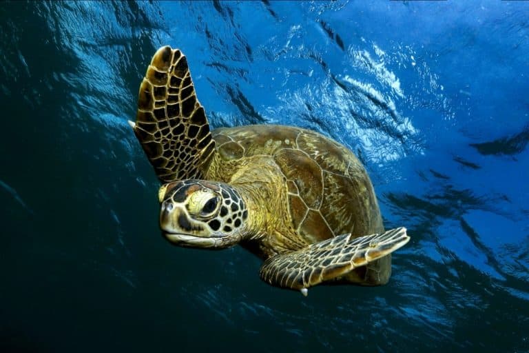 Green Sea Turtles No Longer Endangered in Conservation Win