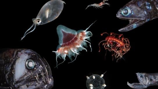 The ocean twilight zone hosts and incredible diversity of animals with a wide range of unusual adaptations that equip them to thrive in their unique environment. Despite the seemingly harsh conditions, scientists think the twilight zone harbors far more life than previously believed, including many undiscovered species.