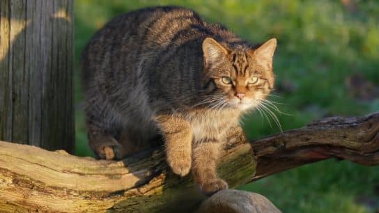 Rewilding the Scottish Wildcat.