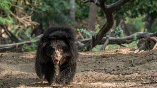 The sloth bear is the only bear species adapted to feed primarily on termites and ants.