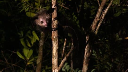 Aye-aye, the elusive nocturnal lemur of Madagascar.