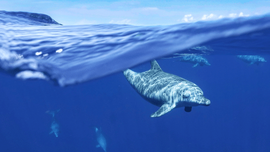 Indo-Pacific bottlenose (Tursiops aduncus) in Mayotte.