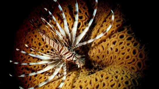 Lionfish in Mayotte.
