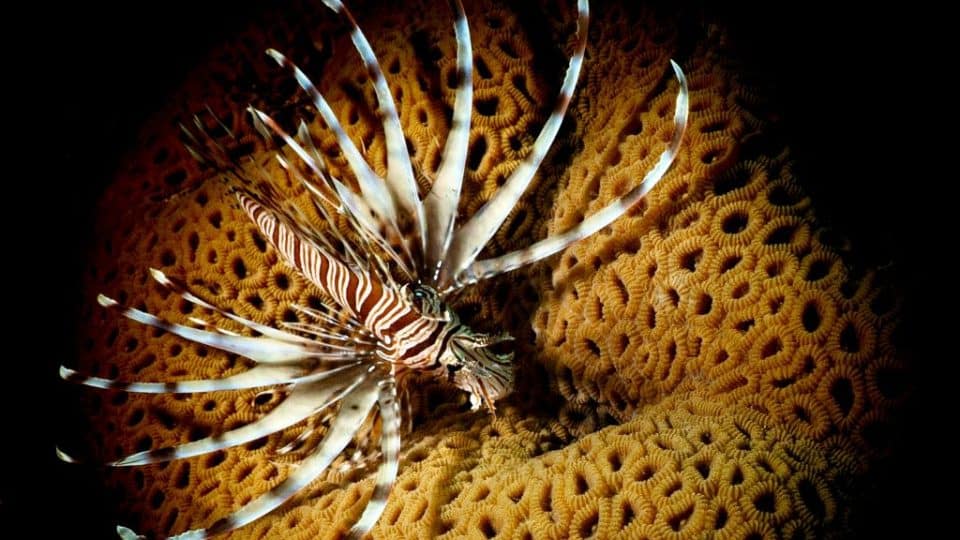 Lionfish in Mayotte.
