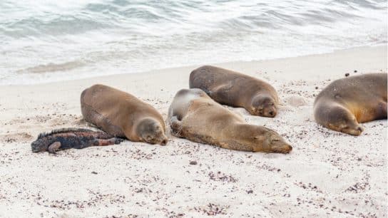 Sea lions sleeping on the beach in Ecuador.