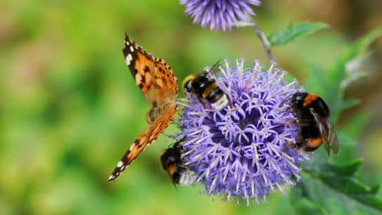 Bees and butterlies pollinate a purple flower.