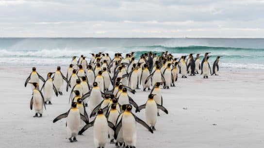 King penguin colony on Volunteer Point in the Falkland Islands (Islas Malvinas).