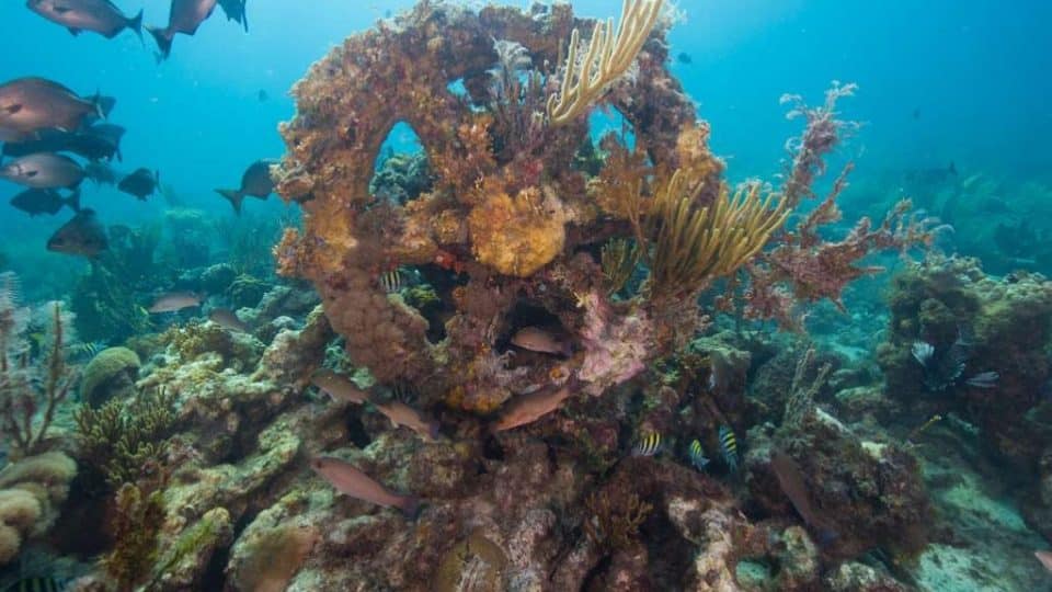 Artificial reefs attract abundant fish.