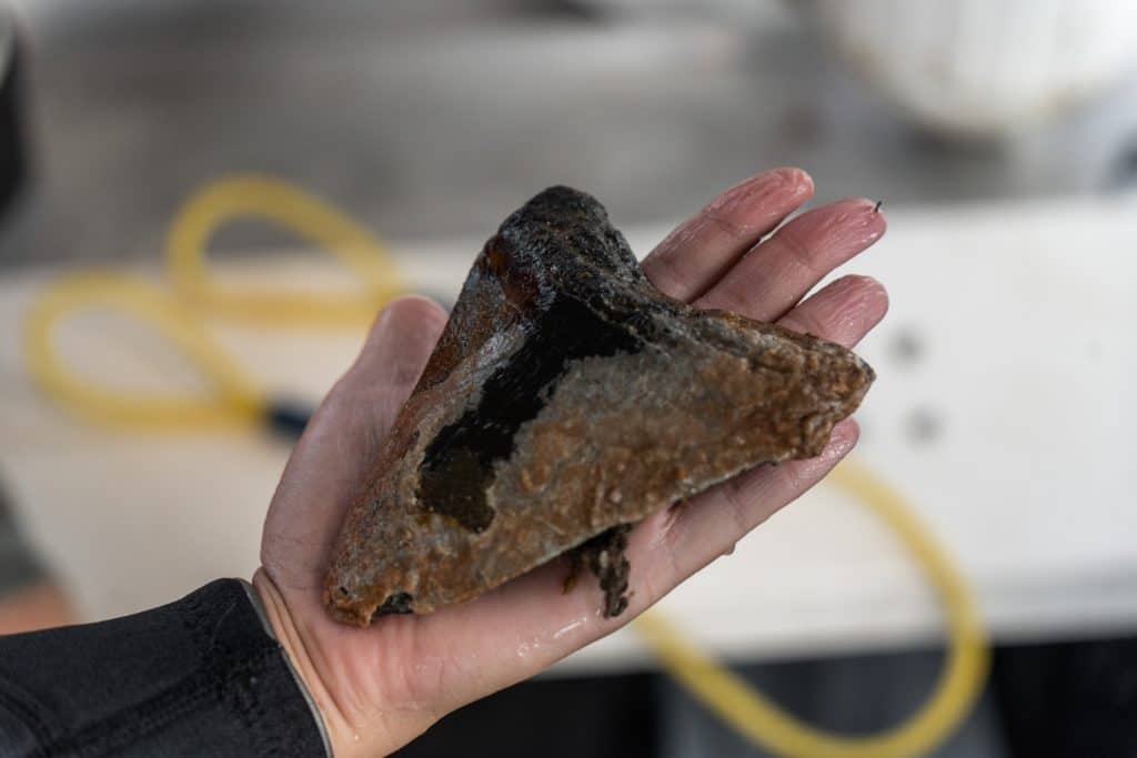 Portals to the Miocene: The Divers Hunting Extinct Sharks in Carolina’s Murky Depths