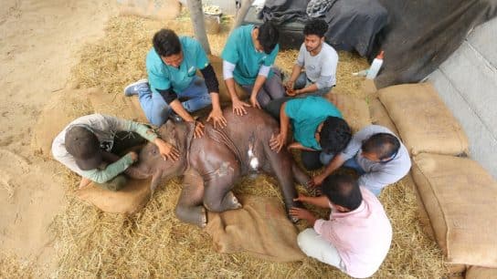 A Wildlife SOS medical care team at the Elephant Hospital massages an injured elephant's back legs in an effort to encourage movement and circulation.