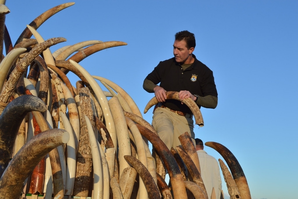Steve Oberholtzer, USFWS assembling ivory tusks on a tower for display before crushing. Allen / USFWS.
