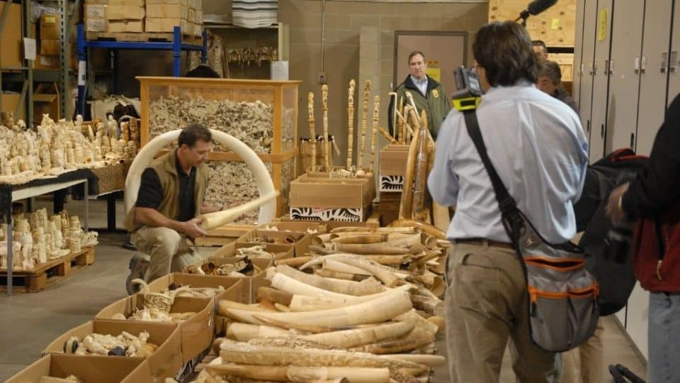 Ivory sseized by the USFWS slated for destruction in the crush.