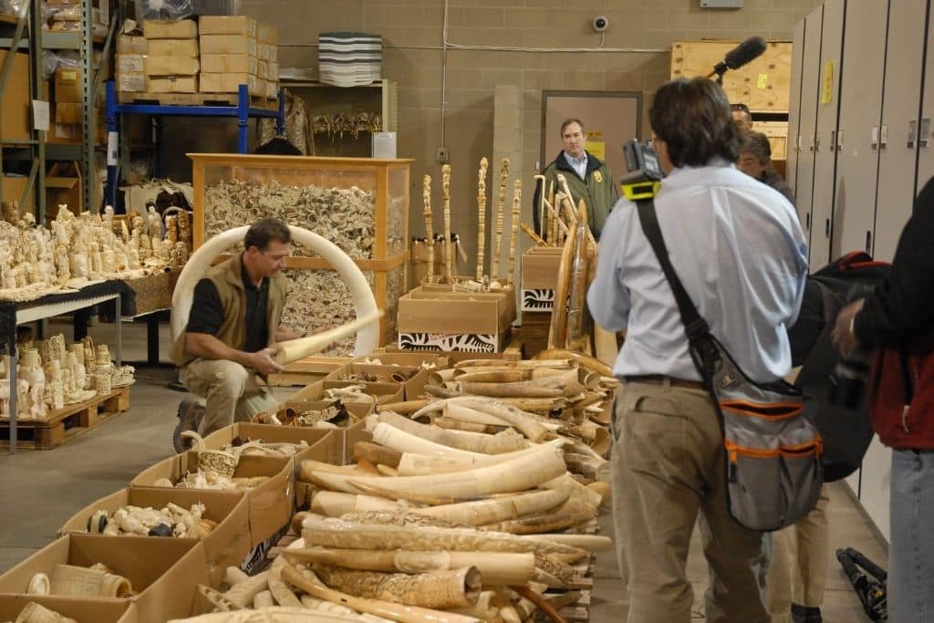 Vanishing Wild: The Battle Against Illegal Wildlife Trade