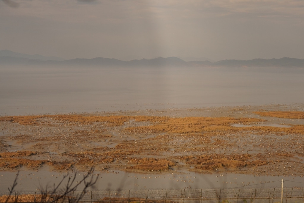 ‘A Symbol of Hope’: How the Korean Demilitarized Zone Turned Into a Wildlife Sanctuary