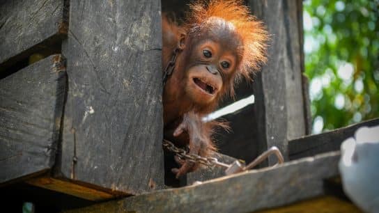Jack the orangutan at the BORA Rescue Centre in East Borneo, Indonesia.