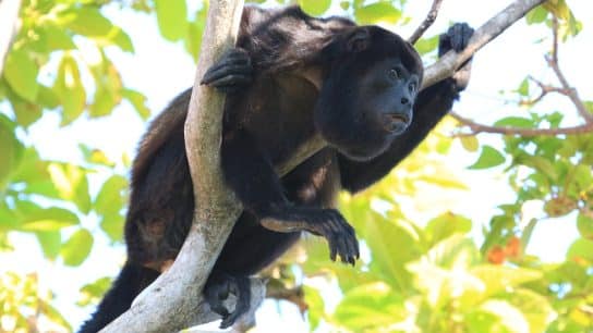 Mantled howler monkey in Costa Rica.