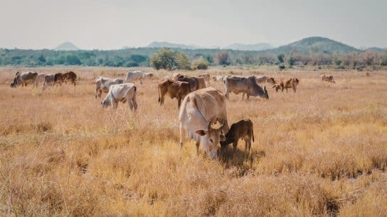 Grasslands that currently support one and a half billion cows, sheep, and goats around the world will contract by anywhere between 36–50% due to the impacts of climate change.