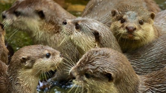 A group of Asian small-clawed otters.