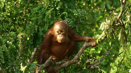 Orang-Utan in Sabah.