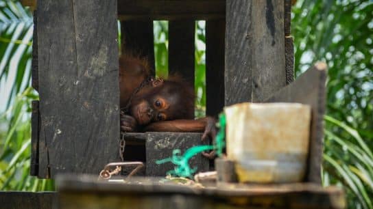 Orangutan babies like Jack are sold in the illegal wildlife trade and kept in captivity as family pets.