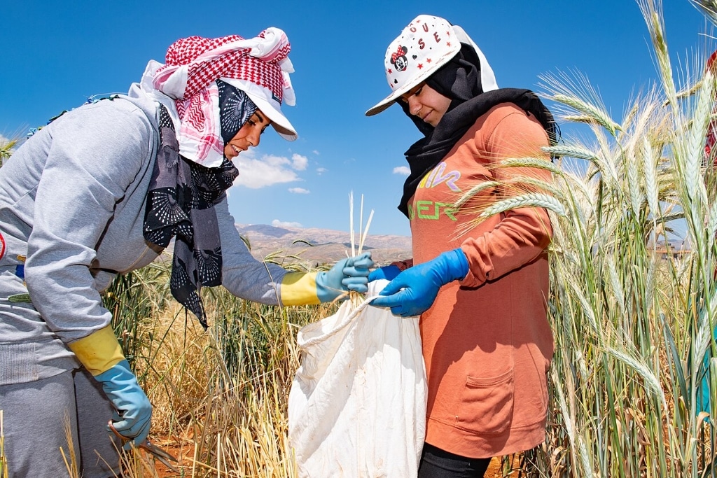 Harvesting wheat at seed regeneration plots at American University of Beirut's AREC station near ICARDA's Terbol station in Lebanon's Beqaa Valley.