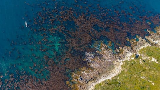 The kelp forests of Tierra del Fuego.