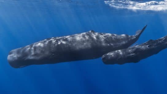 A mother sperm whale and her calf off the coast of Mauritius.
