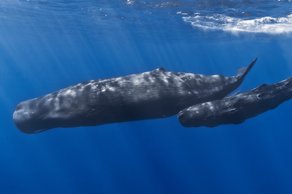 A mother sperm whale and her calf off the coast of Mauritius.