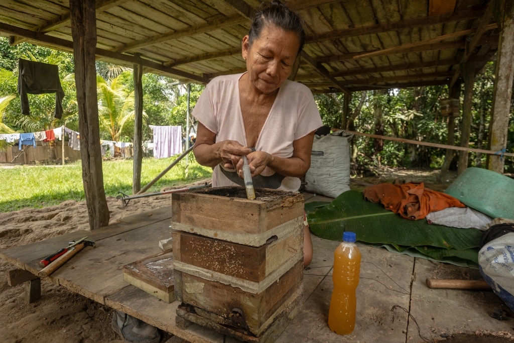 Amazonian indigenous Kukama-Kukamiria woman collecting honey from native bees (Melipona eburnea) in Loreto, Peru.