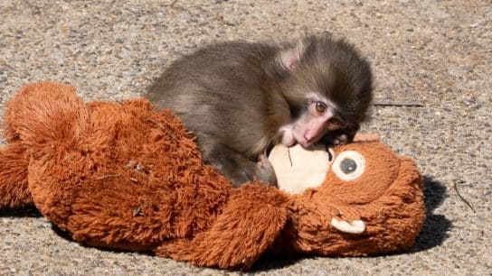 Punch the monkey with his plush at Ichikawa Zoo in Japan in 2026.