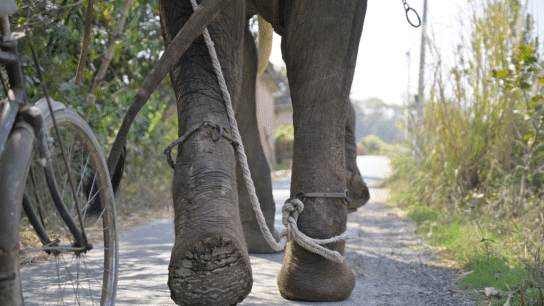 Wildlife SOS rescues elephant after years of forced labor.