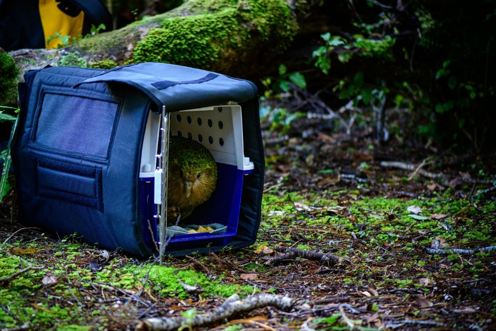 A kākāpō named “Rimu” being released on Te Kākahu-o-Tamatea/Chalky Island in 2020.