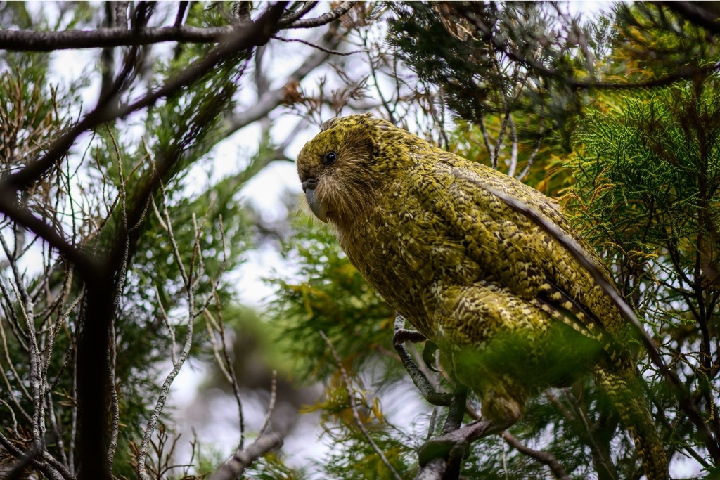 The kākāpō’s moss green coloration and mottled feathers provide excellent camouflage amongst New Zealand’s native vegetation.