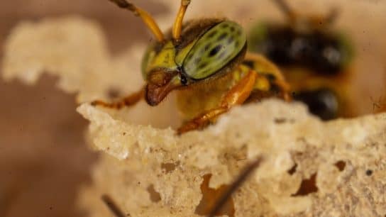 Guardian Tetragonisca angustula.