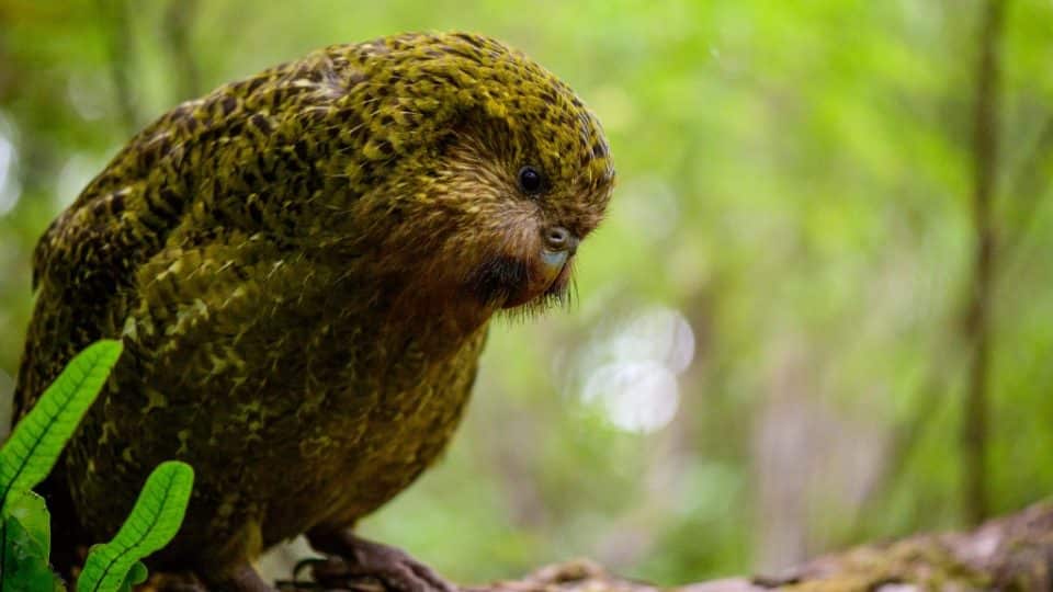 Kākāpō.