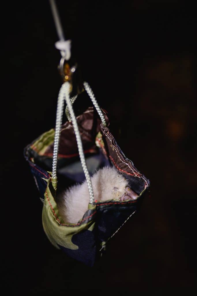 A kākāpō chick named “Mason” is weighed at his nest on Codfish Island / Whenua Hou.