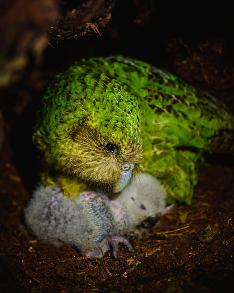 Kākāpō chicks will fledge the nest at 10 weeks, yet rely on their mothers for a further three to six months for feeding.