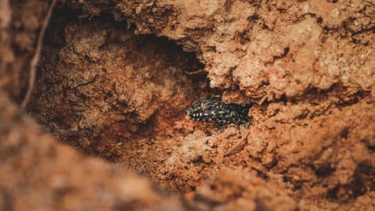 One in five soil-dependent species are threatened with extinction.