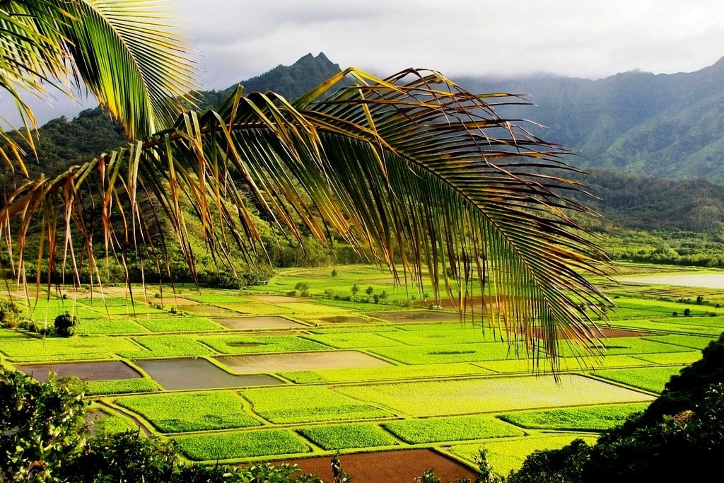 Taro fields in Kauai, Hawaii.