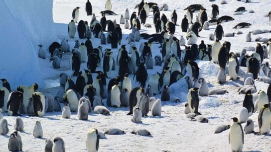 Emperor penguin chicks on Rothschild island.
