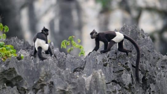 Endangered Species Spotlight: Delacour’s Langur