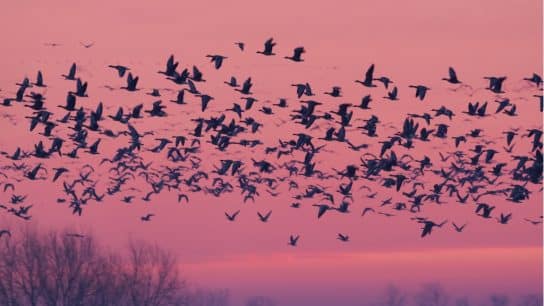 Climate change is impacting birds' migratory routes.