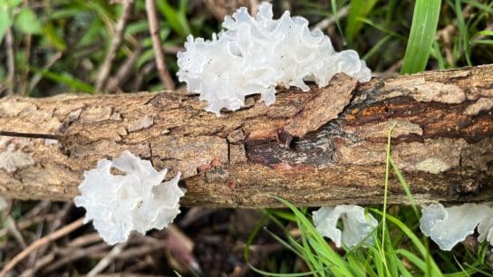 Tremella fuciformis is a jelly fungus used in Traditional Chinese Medicine for health, longevity, and skincare.