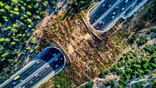 Wildlife crossing in Israel.