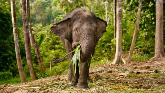 Sumatran elephants are Critically Endangered, with less than 1,000 remaining in the wild.