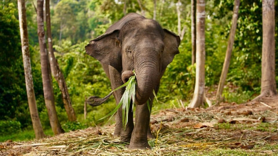 Sumatran elephants are Critically Endangered, with less than 1,000 remaining in the wild.