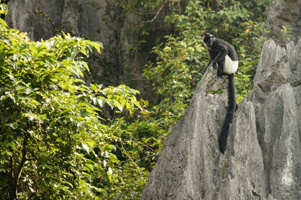 The Van Long Nature Reserve holds the largest, most viable population of Delacour’s langurs in the world.