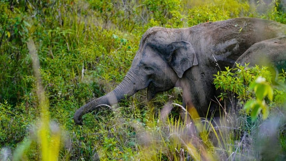 Wild Sumatran elephant.